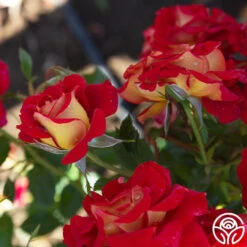 Ketchup & Mustard™ -Heirloom Roses Ketchup Mustard 19