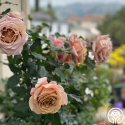 Koko Loko™ 26 Koko Loko™ -Heirloom Roses Koko Loko 14235