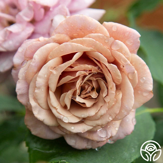 Koko Loko™ 14 Koko Loko™ - Image 13