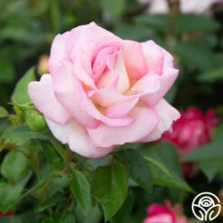 La Fleurette -Heirloom Roses La Fleurette 11