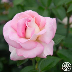 La Fleurette -Heirloom Roses La Fleurette 132