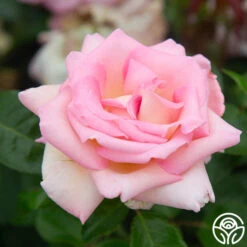 La Fleurette -Heirloom Roses La Fleurette 3