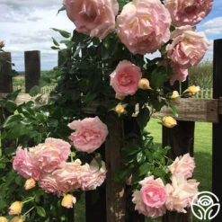 La Fleurette -Heirloom Roses La Fleurette 8