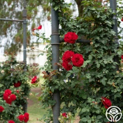 Lady In Red™ 15 Lady In Red™ -Heirloom Roses Lady In Red 02