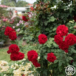 Lady In Red™ 18 Lady In Red™ -Heirloom Roses Lady In Red 03