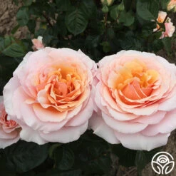 Lady Jane Grey™ 17 Lady Jane Grey™ -Heirloom Roses Lady Jane Grey 12