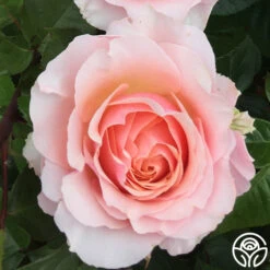 Lady Jane Grey™ 21 Lady Jane Grey™ -Heirloom Roses Lady Jane Grey 13