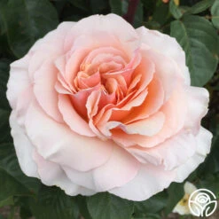 Lady Jane Grey™ 15 Lady Jane Grey™ -Heirloom Roses Lady Jane Grey 14