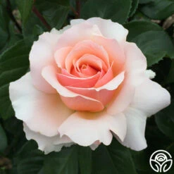 Lady Jane Grey™ 20 Lady Jane Grey™ -Heirloom Roses Lady Jane Grey 15