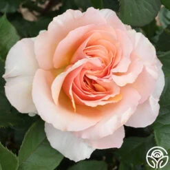 Lady Jane Grey™ 16 Lady Jane Grey™ -Heirloom Roses Lady Jane Grey 17