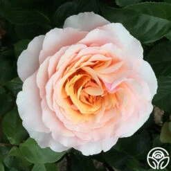 Lady Jane Grey™ 18 Lady Jane Grey™ -Heirloom Roses Lady Jane Grey 19