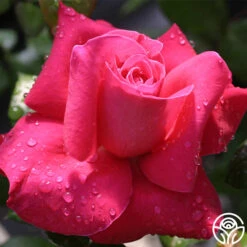 Lady Mitchell™ -Heirloom Roses Lady Mitchell 12