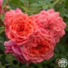 Lady Penelope -Heirloom Roses Lady Penelope 12