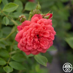 Lady Penelope -Heirloom Roses Lady Penelope 14