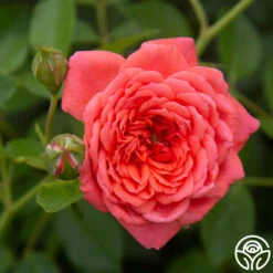 Lady Penelope -Heirloom Roses Lady Penelope 19
