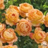 Lady Of Shalott 2 Lady Of Shalott -Heirloom Roses Lady of Shalott 01