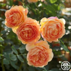 Lady Of Shalott -Heirloom Roses Lady of Shalott 0123
