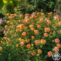 Lady Of Shalott -Heirloom Roses Lady of Shalott 013