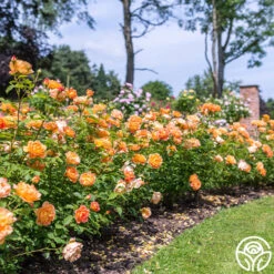 Lady Of Shalott -Heirloom Roses Lady of Shalott 015