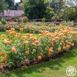 Lady Of Shalott -Heirloom Roses Lady of Shalott 016