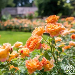 Lady Of Shalott -Heirloom Roses Lady of Shalott 017