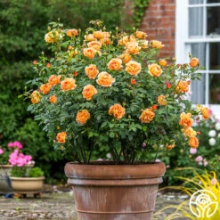 New Release -Heirloom Roses Lady of Shalott 019