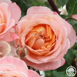 Lady Of The Mist™ 29 Lady Of The Mist™ -Heirloom Roses Lady of the Mist 01