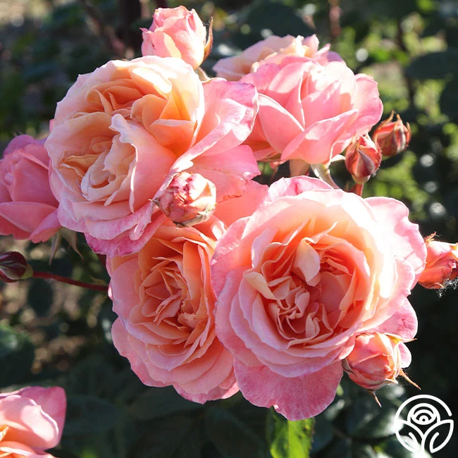 Lady Of The Mist™ 4 Lady Of The Mist™ - Image 2