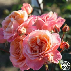 Lady Of The Mist™ 26 Lady Of The Mist™ -Heirloom Roses Lady of the Mist 055