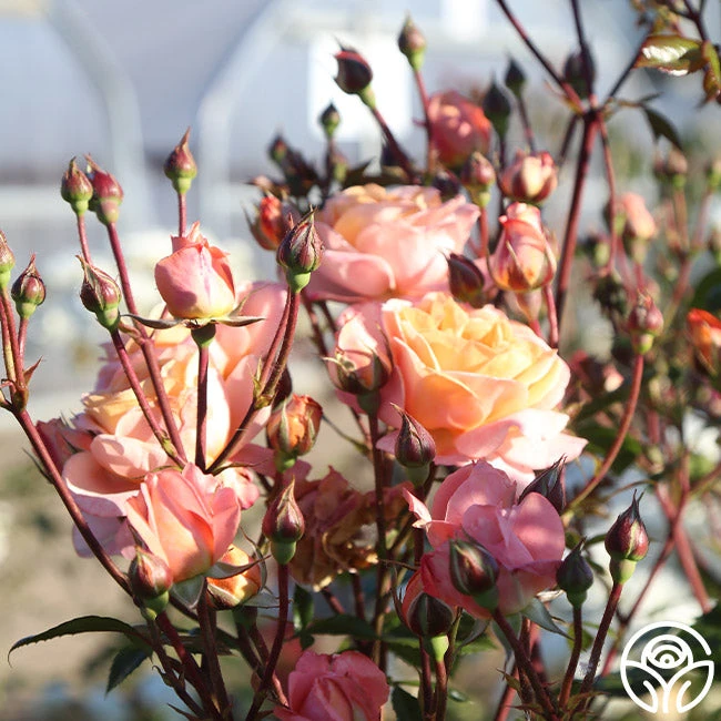 Lady Of The Mist™ 15 Lady Of The Mist™ - Image 13