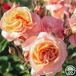 Lady Of The Mist™ 27 Lady Of The Mist™ -Heirloom Roses Lady of the Mist 09