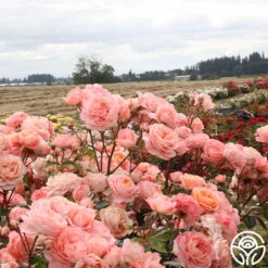 Lady Of The Mist™ 23 Lady Of The Mist™ -Heirloom Roses Lady of the Mist 115