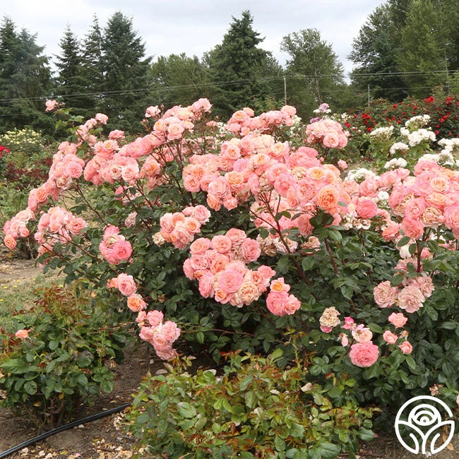 Lady Of The Mist™ 5 Lady Of The Mist™ - Image 3