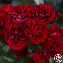 Lava Flow -Heirloom Roses Lava Flow 90