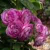 CL Lavender Crush™ -Heirloom Roses Lavender Crush 0
