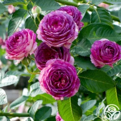 CL Lavender Crush™ -Heirloom Roses Lavender Crush 1