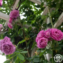 CL Lavender Crush™ -Heirloom Roses Lavender Crush 2