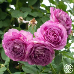 CL Lavender Crush™ -Heirloom Roses Lavender Crush 5