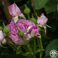 CL Lavender Crush™ -Heirloom Roses Lavender Crush 6