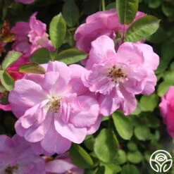 Lavender Floorshow® 17 Lavender Floorshow® -Heirloom Roses Lavender Floorshow 02