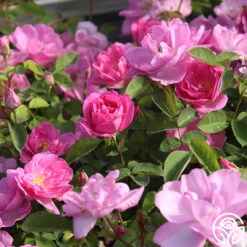 Lavender Floorshow® 16 Lavender Floorshow® -Heirloom Roses Lavender Floorshow 03