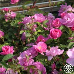 Lavender Floorshow® 15 Lavender Floorshow® -Heirloom Roses Lavender Floorshow 04