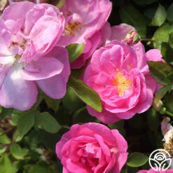 Lavender Floorshow® 14 Lavender Floorshow® -Heirloom Roses Lavender Floorshow 05