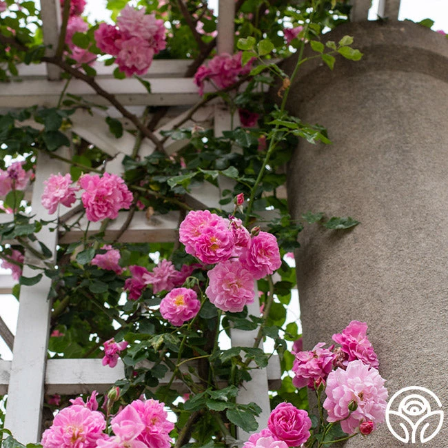 Lavender Lassie 5 Lavender Lassie - Image 3