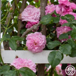 Lavender Lassie 21 Lavender Lassie -Heirloom Roses Lavender Lassie 05