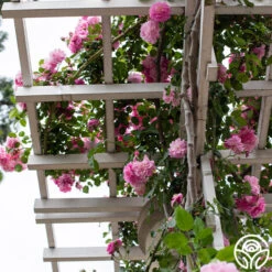 Lavender Lassie 23 Lavender Lassie -Heirloom Roses Lavender Lassie 06