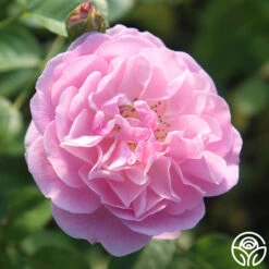 Lavender Lassie 27 Lavender Lassie -Heirloom Roses Lavender Lassie 08