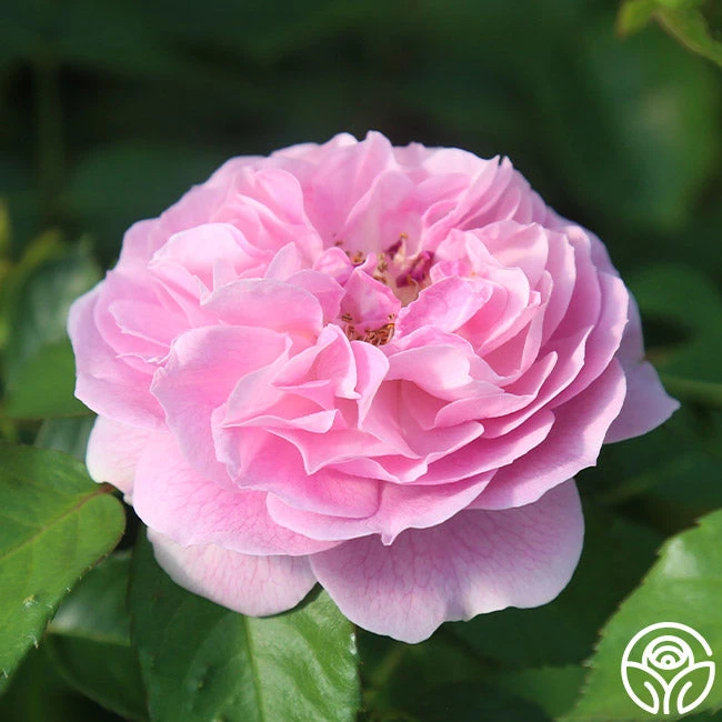 Lavender Lassie 14 Lavender Lassie - Image 12