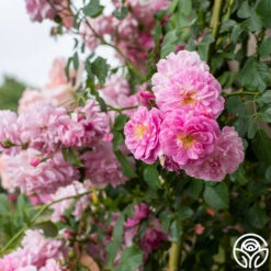 Lavender Lassie 18 Lavender Lassie -Heirloom Roses Lavender Lassie 03