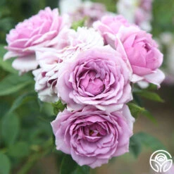 Veranda® Lavender -Heirloom Roses Lavender Veranda 1